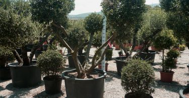 arboles adultos