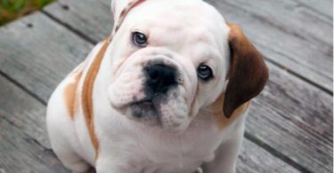 cuidar a un cachorro bulldog inglés