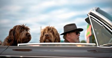 viajar con tu mascota