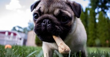 Comida deshidratada para perros