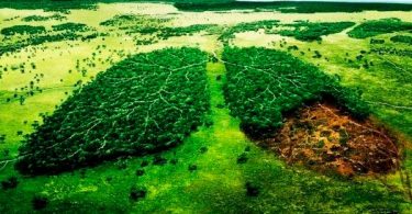 cuidar el medio ambiente