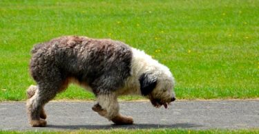 ejercitación para un canino