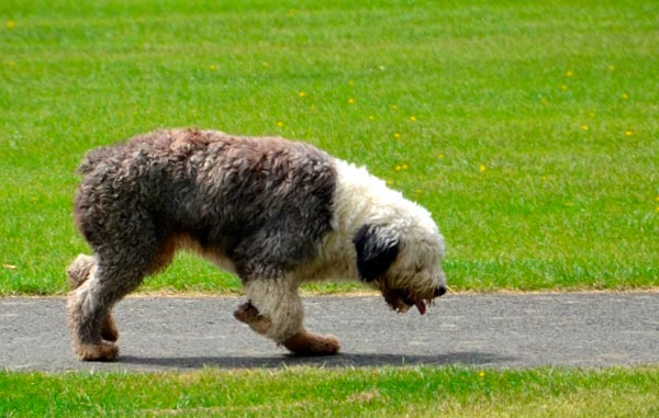 ejercitación para un canino