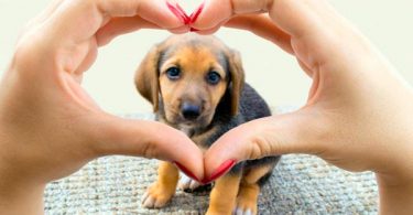 cuidar de tu cachorro