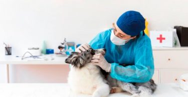 Animal´s Health
