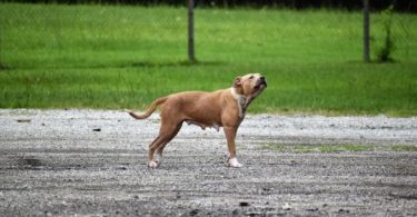 Ahuyentadores de perros