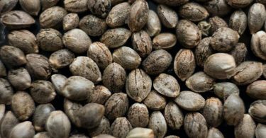 semillas de cannabis