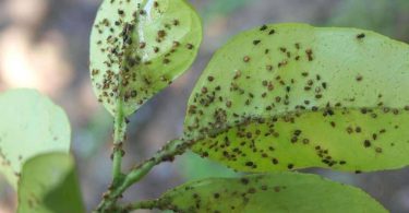 eliminar pulgones del jardín