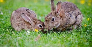 reproducción de los mamíferos