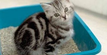 gatito enseñar usar arenero