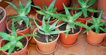 aloe vera en maceta